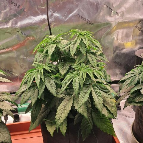 Wedding cake barney #2 growlog photo: Travasi e lst