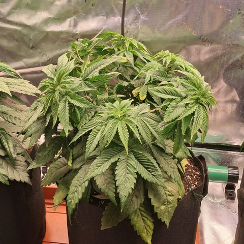 Wedding cake barney #2 growlog photo: Travasi e lst