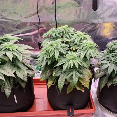 Wedding cake barney #2 growlog photo: Un giorno dal rinvaso 
