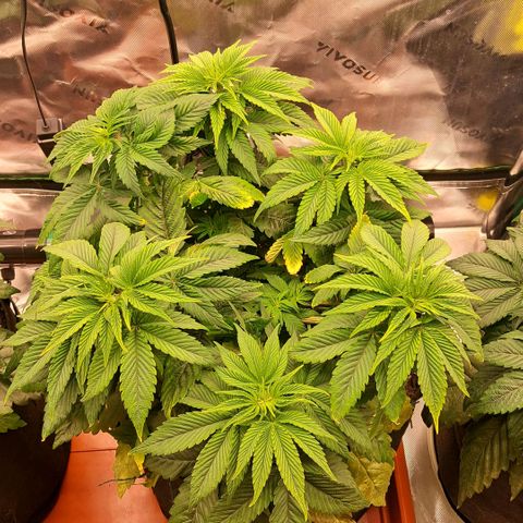 Wedding cake barney #2 growlog photo: Un giorno dal rinvaso 