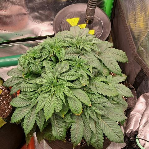 Wedding cake barney #2 growlog photo: Un giorno dal rinvaso 
