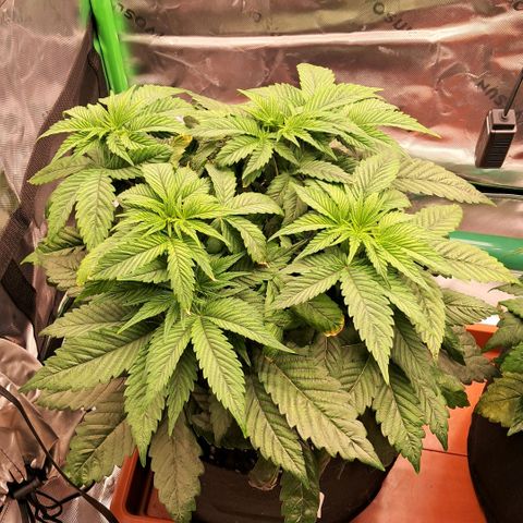 Wedding cake barney #2 growlog photo: Un giorno dal rinvaso 