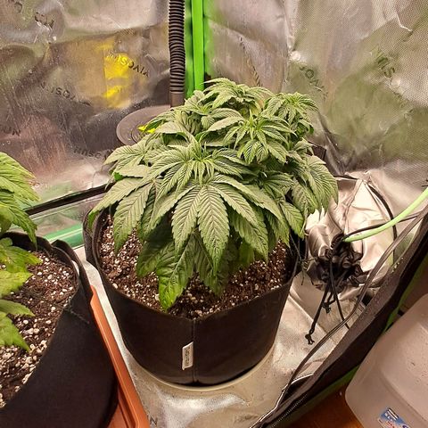 Wedding cake barney #2 growlog photo: Potatura