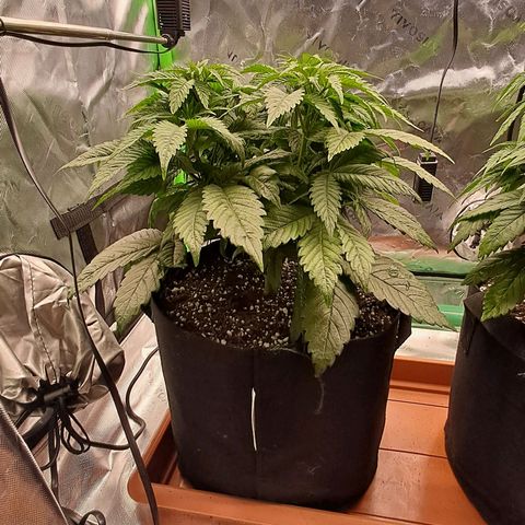 Wedding cake barney #2 growlog photo: Potatura