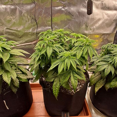 Wedding cake barney #2 growlog photo: Potatura
