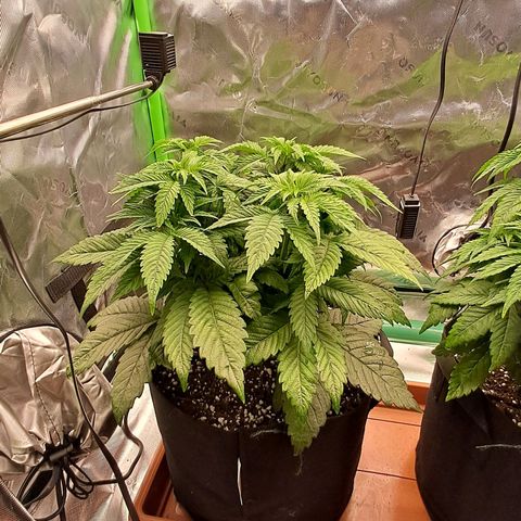Wedding cake barney #2 growlog photo: Potatura