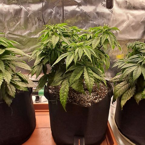 Wedding cake barney #2 growlog photo: Potatura