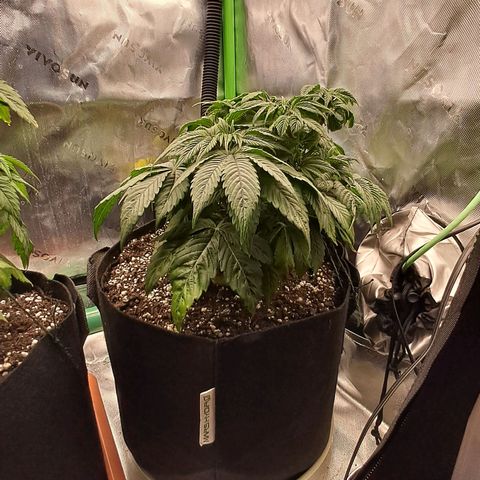 Wedding cake barney #2 growlog photo: Potatura