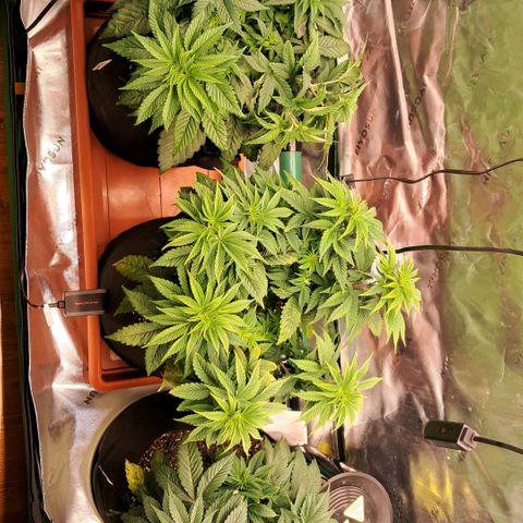Wedding cake barney #2 growlog photo: LST