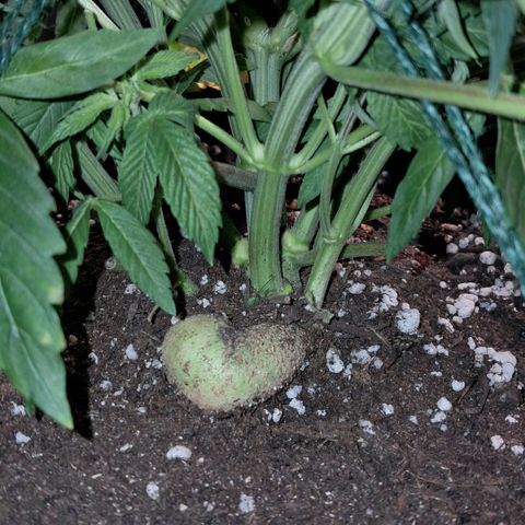 Wedding cake barney #3 growlog timeline photo