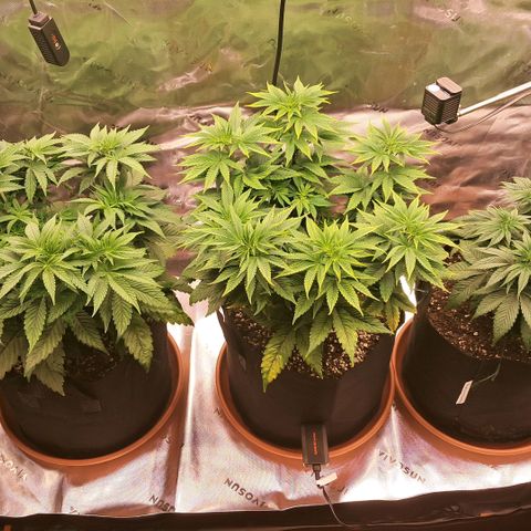 Wedding cake barney #2 growlog timeline photo