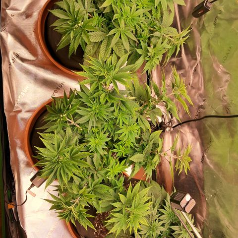 Wedding cake barney #2 growlog photo: Lst