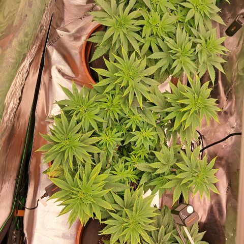 Wedding cake barney #2 growlog photo: Un giorno dal lst