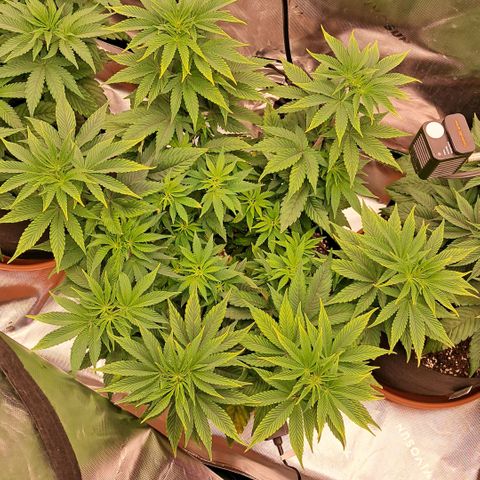 Wedding cake barney #2 growlog timeline photo