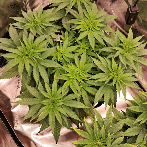 Wedding cake barney #1 growlog timeline photo