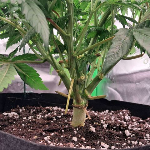 Wedding cake barney #2 growlog timeline photo