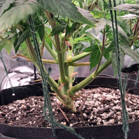 Wedding cake barney #2 growlog timeline photo