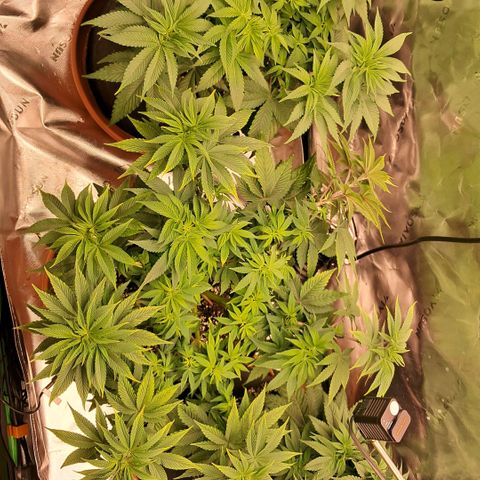 Wedding cake barney #2 growlog timeline photo