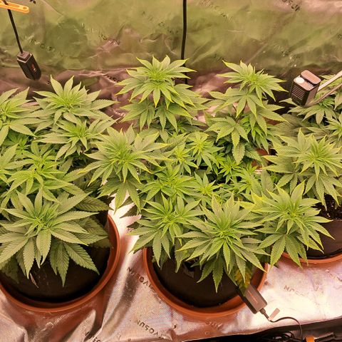 Wedding cake barney #2 growlog timeline photo