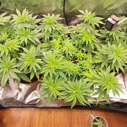 Wedding cake barney #2 growlog timeline photo