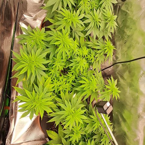 Wedding cake barney #2 growlog timeline photo