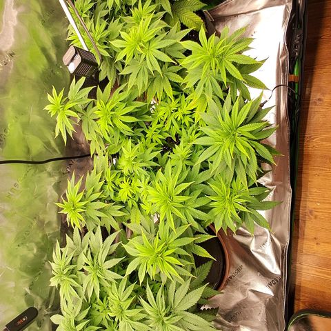 Wedding cake barney #2 growlog timeline photo