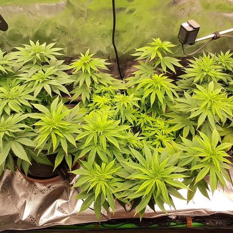 Wedding cake barney #2 growlog timeline photo