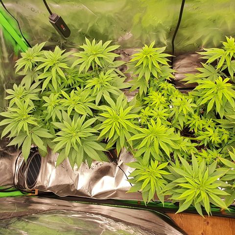 Wedding cake barney #2 growlog timeline photo