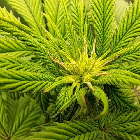Wedding cake barney #2 growlog timeline photo