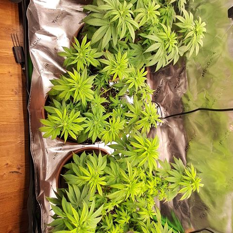 Wedding cake barney #2 growlog timeline photo