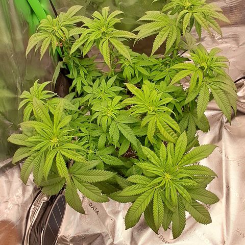 Wedding cake barney #2 growlog timeline photo