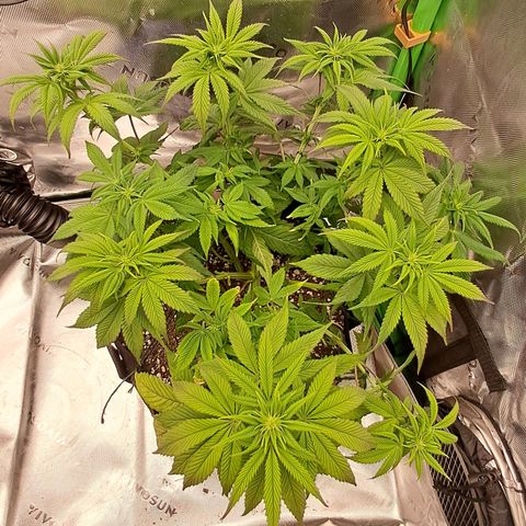 Wedding cake barney #2 growlog timeline photo