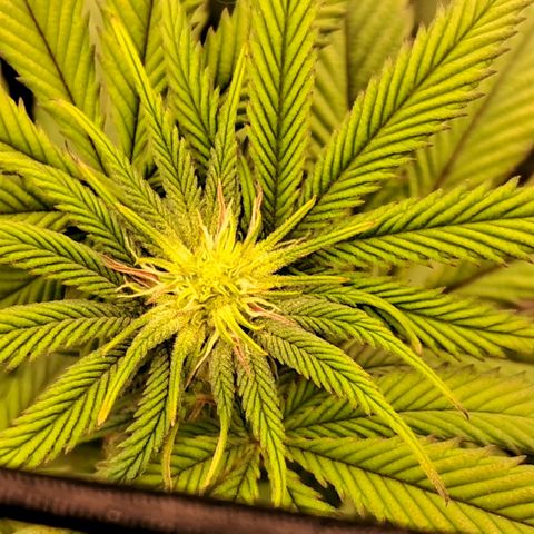Wedding cake barney #2 growlog timeline photo