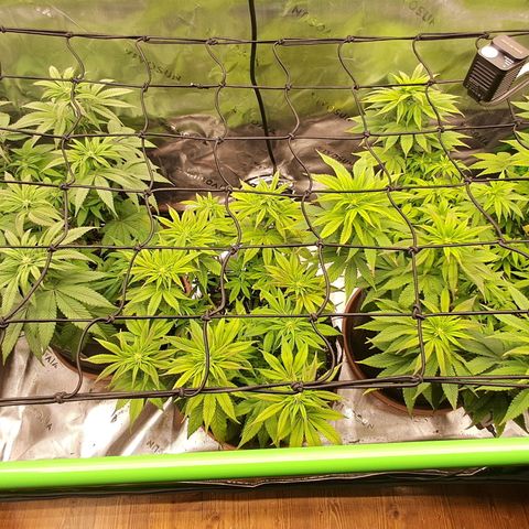 Wedding cake barney #2 growlog timeline photo