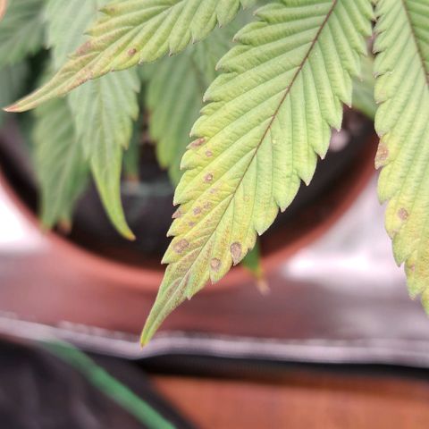 Wedding cake barney #2 growlog timeline photo