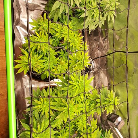 Wedding cake barney #2 growlog timeline photo