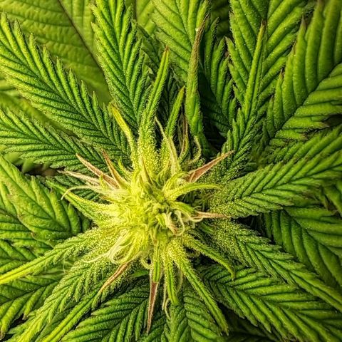 Wedding cake barney #2 growlog timeline photo