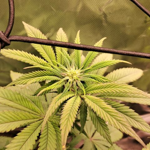 Wedding cake barney #2 growlog timeline photo