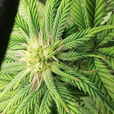 Wedding cake barney #2 growlog timeline photo