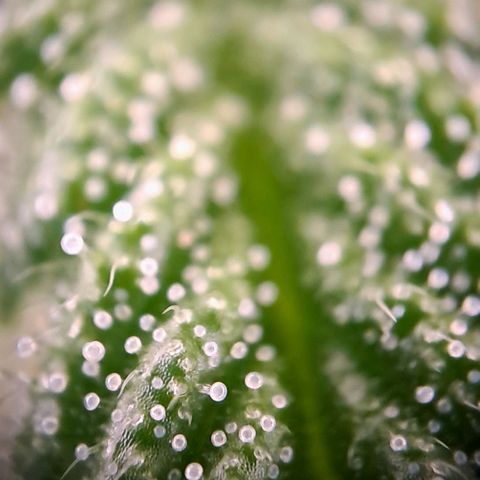 Wedding cake barney #2 growlog timeline photo