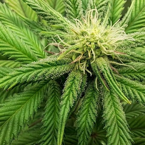 Wedding cake barney #2 growlog timeline photo