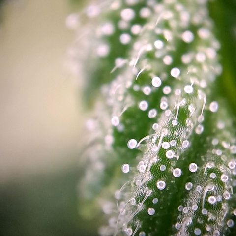 Wedding cake barney #2 growlog timeline photo