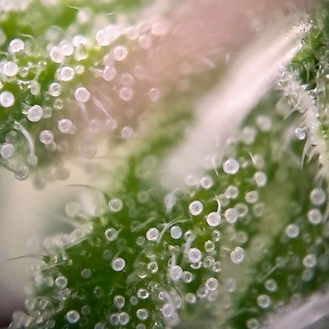 Wedding cake barney #2 growlog timeline photo