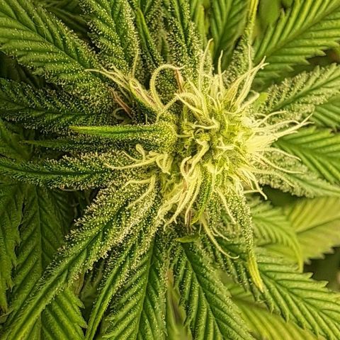 Wedding cake barney #2 growlog timeline photo