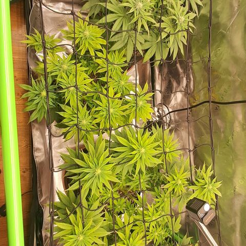 Wedding cake barney #2 growlog timeline photo
