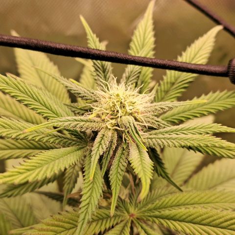 Wedding cake barney #2 growlog timeline photo