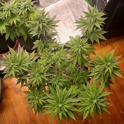 Wedding cake barney #2 growlog timeline photo