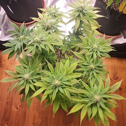 Wedding cake barney #3 growlog timeline photo