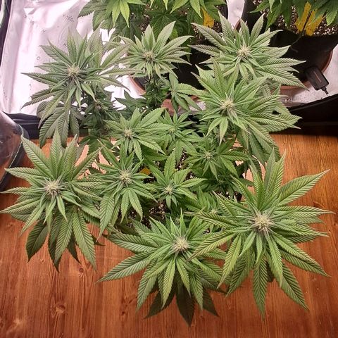Wedding cake barney #1 growlog timeline photo