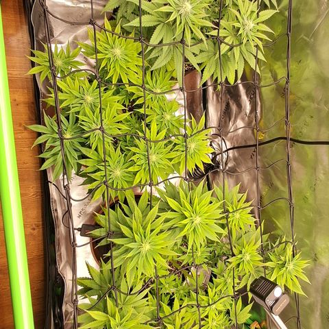 Wedding cake barney #2 growlog timeline photo